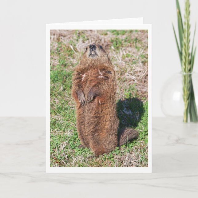 Groundhog Card (Front)
