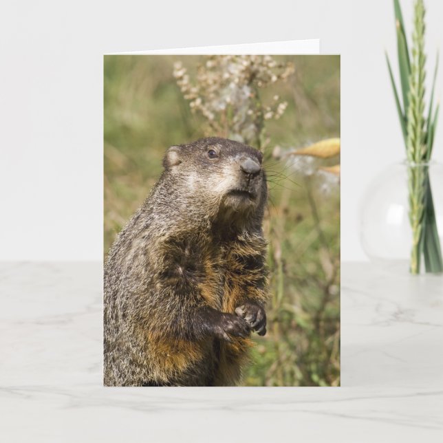 Groundhog Card (Front)