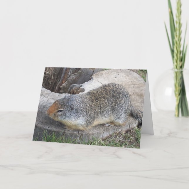 Groundhog  card (Front)