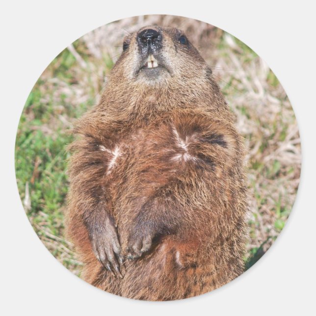 Groundhog Classic Round Sticker (Front)
