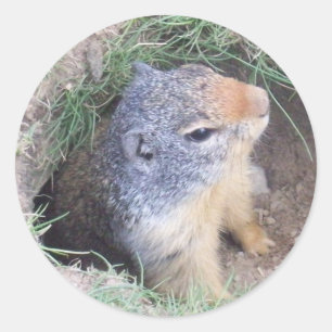 Groundhog Classic Round Sticker