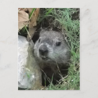 Groundhog Day Postcard