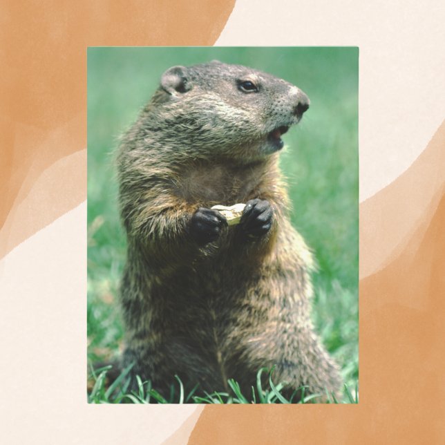 Groundhog Eating Peanut Postcard (Creator Uploaded)