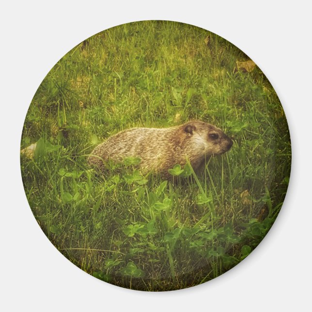 Groundhog in a field magnet (Front)