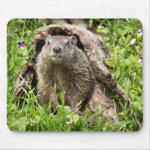 Groundhog in a Hollow Log Mouse Pad