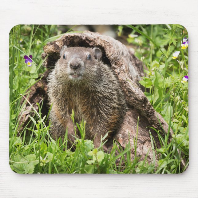 Groundhog in a Hollow Log Mouse Pad (Front)