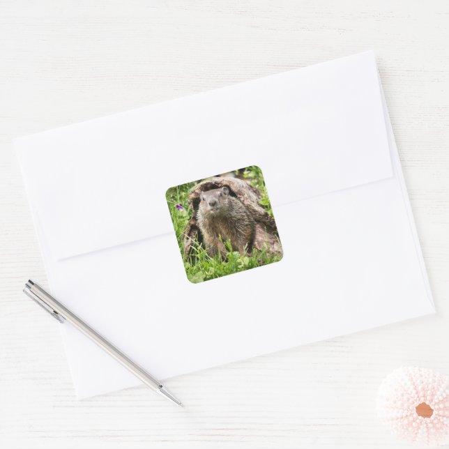 Groundhog in a Hollow Log Square Sticker (Envelope)