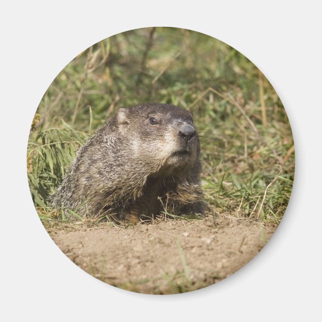 Groundhog Magnet (Front)