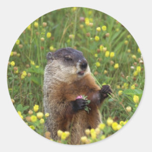Groundhog Pose Sticker