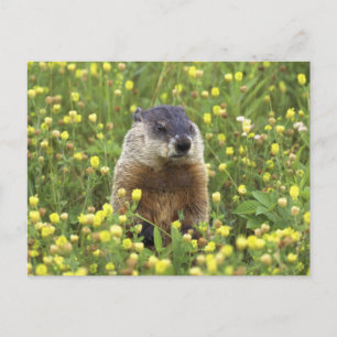 Groundhog Postcard