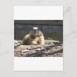 Groundhog Postcard