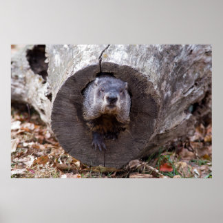 Groundhog Poster