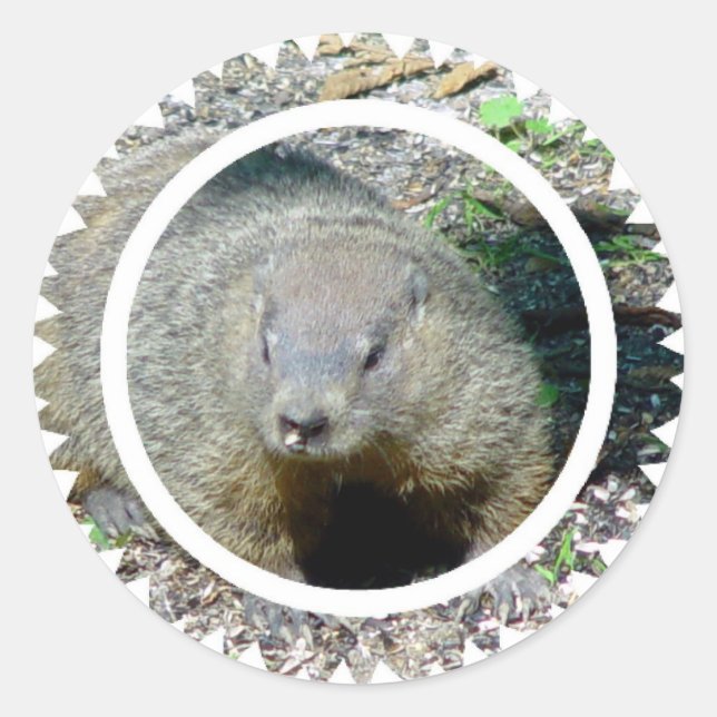 Groundhog Stickers (Front)