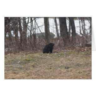 Groundhog Surveys the Scene