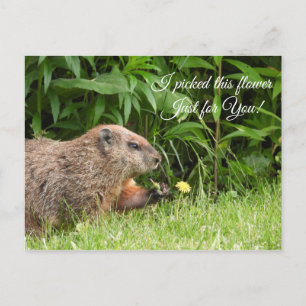 Groundhog/Woodchuck delivers flower Postcard