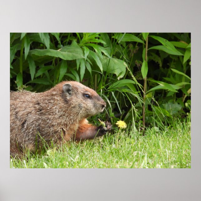 Groundhog / Woodchuck Holding a Dandelion Poster (Front)