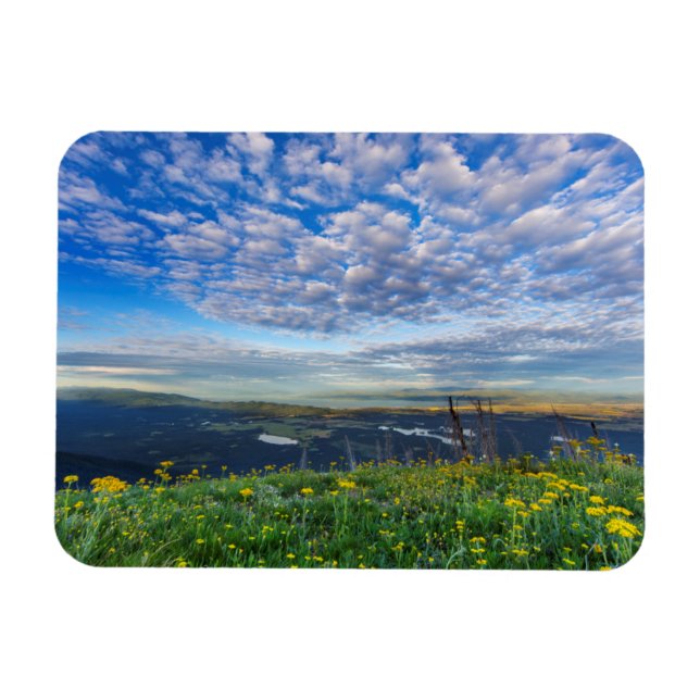 Groundsel Wildflowers in the Swan Range Magnet (Horizontal)