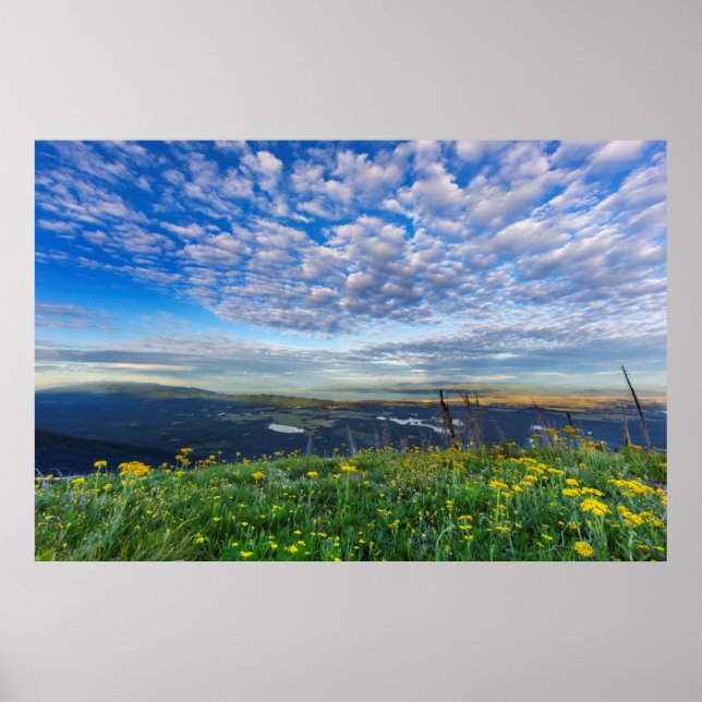 Groundsel Wildflowers in the Swan Range Poster (Front)