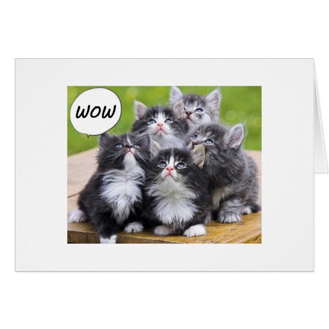 GROUP CARD-FOR THE 50 YEAR OLD KITTY LOVER (Front Horizontal)