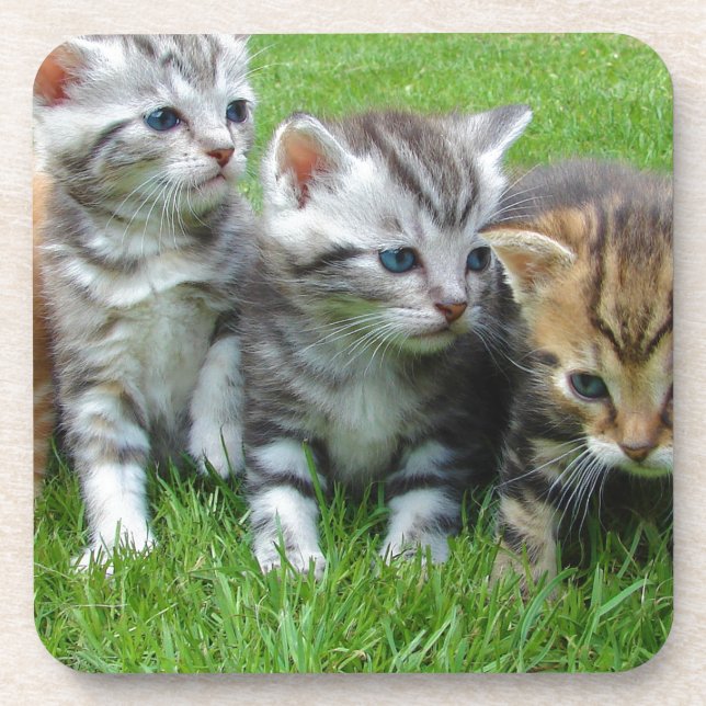 Group of adorable kittens. coaster (Front)