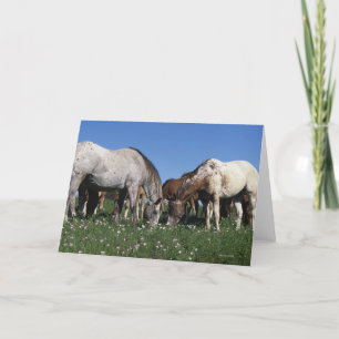 Group of Appaloosa Horses Grazing Card