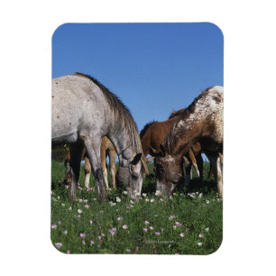 Group of Appaloosa Horses Grazing Magnet