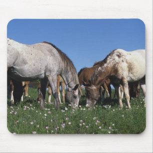 Group of Appaloosa Horses Grazing Mouse Pad