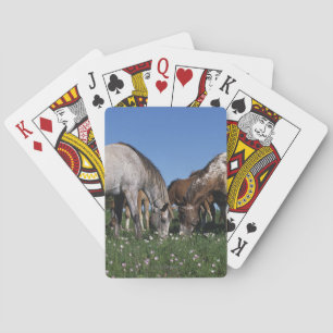 Group of Appaloosa Horses Grazing Playing Cards