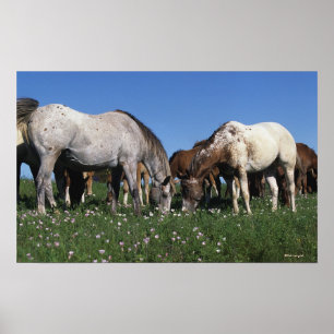 Group of Appaloosa Horses Grazing Poster