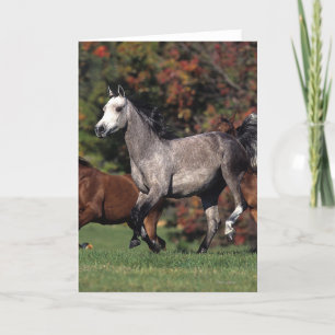 Group of Arab Horses Running Card