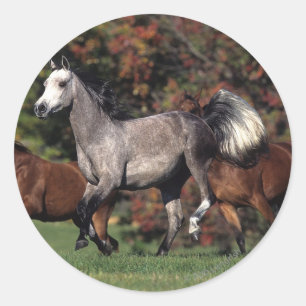 Group of Arab Horses Running Classic Round Sticker