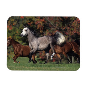 Group of Arab Horses Running Magnet