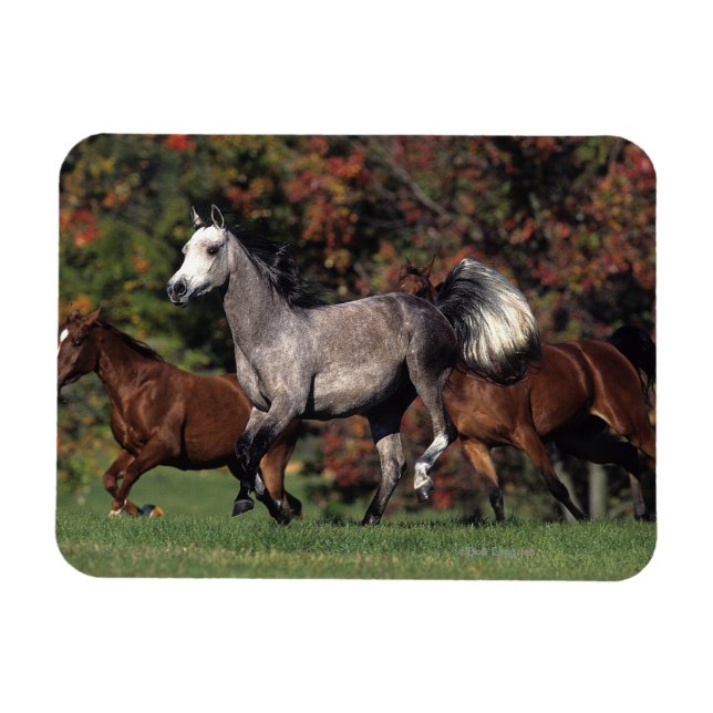 Group of Arab Horses Running Magnet (Horizontal)