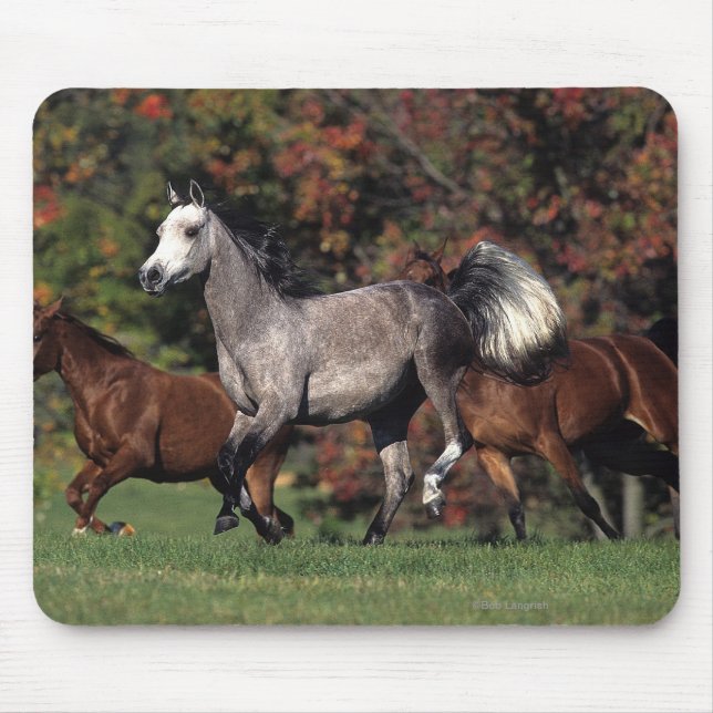 Group of Arab Horses Running Mouse Pad (Front)