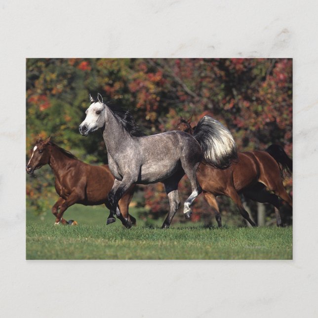 Group of Arab Horses Running Postcard (Front)
