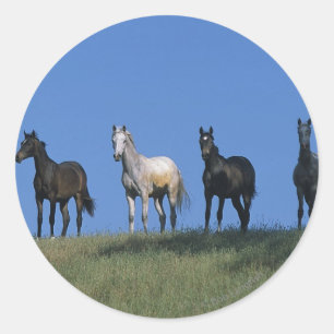 Group of Arabs Classic Round Sticker