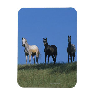 Group of Arabs Magnet