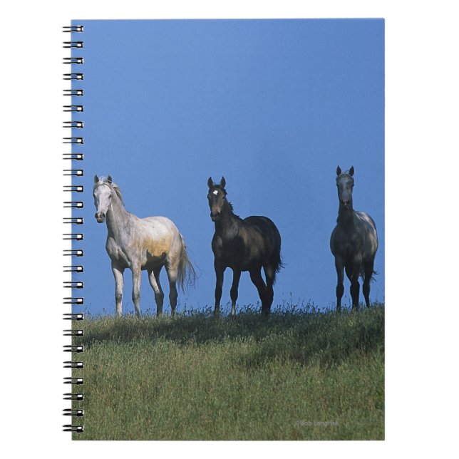 Group of Arabs Notebook (Front)