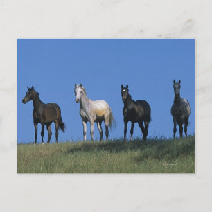 Group of Arabs Postcard