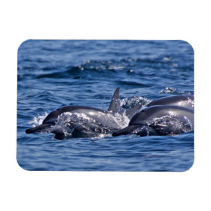 Group of bottlenose dolphins magnet