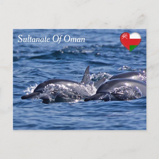 Group of bottlenose dolphins - Oman Postcard (Front)