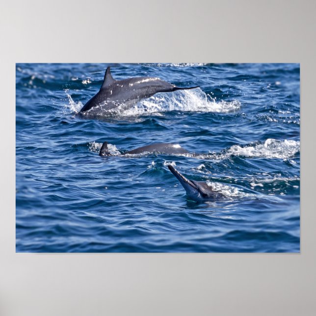 Group of bottlenose dolphins - Oman Poster (Front)