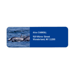 Group of bottlenose dolphins - Oman Return Address Label