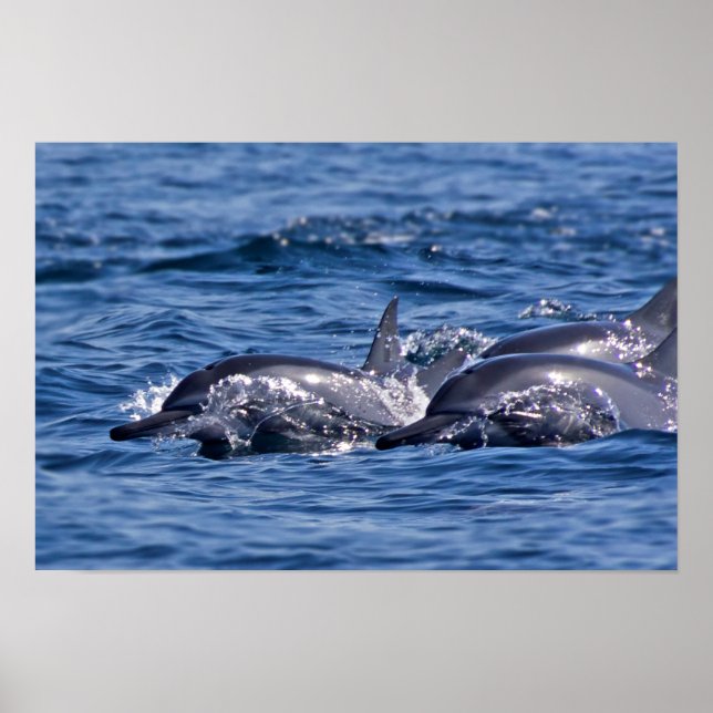 Group of bottlenose dolphins poster (Front)