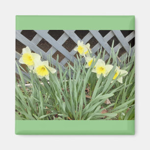 Group of Daffodils Magnet