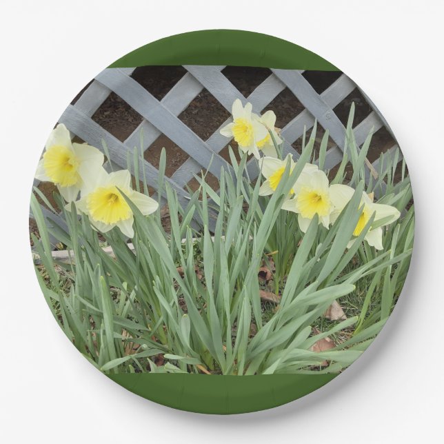 Group of Daffodils Paper Plate (Front)