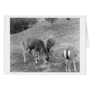 Group of Deer at Hot Springs Photograph