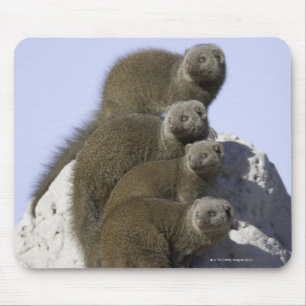 Group of Dwarf Mongoose on a Termite Mound in Mouse Pad