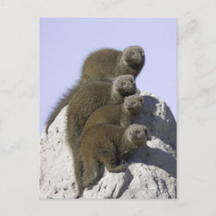 Group of Dwarf Mongoose on a Termite Mound in Postcard