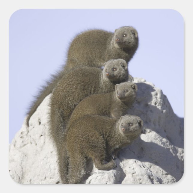Group of Dwarf Mongoose on a Termite Mound in Square Sticker (Front)